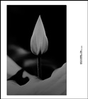 dailyPhoto3