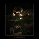 dailyPhoto36