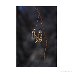 dailyPhoto3