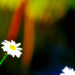 dailyPhoto33