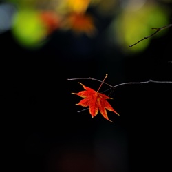 dailyPhoto26