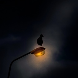 dailyPhoto16