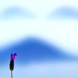 dailyPhoto26