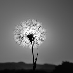 dailyPhoto13