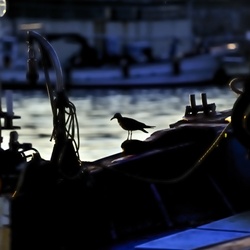dailyPhoto6