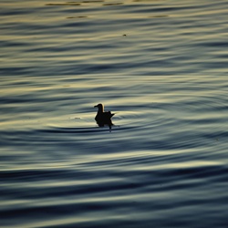 dailyPhoto38