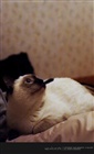 dailyPhoto1