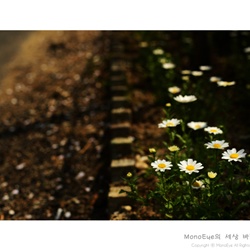 dailyPhoto13