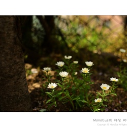 dailyPhoto34