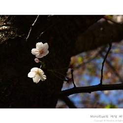 dailyPhoto9