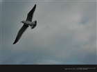 dailyPhoto21