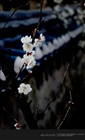 dailyPhoto10