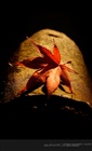 dailyPhoto10