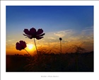 dailyPhoto36