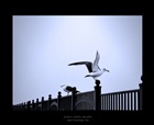 dailyPhoto13