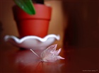 dailyPhoto12