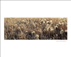 dailyPhoto1