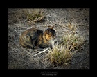 dailyPhoto40