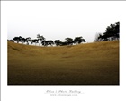dailyPhoto40