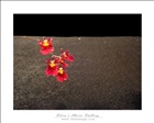 dailyPhoto6