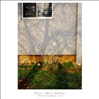 dailyPhoto36