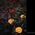dailyPhoto36