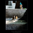 dailyPhoto13