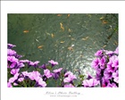 dailyPhoto35