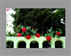 dailyPhoto39