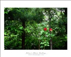 dailyPhoto26