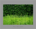 dailyPhoto24