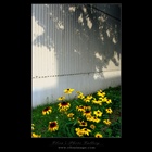 dailyPhoto15