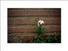 dailyPhoto22