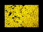 dailyPhoto13