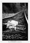 dailyPhoto11