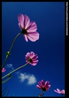 dailyPhoto37