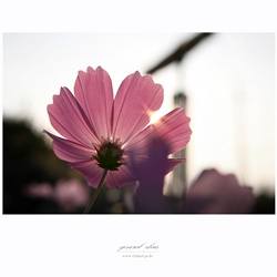 dailyPhoto39