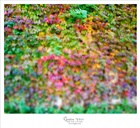 dailyPhoto29