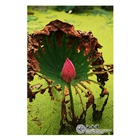 dailyPhoto4