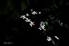 dailyPhoto38