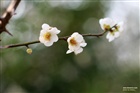 dailyPhoto35