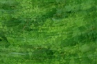 dailyPhoto2