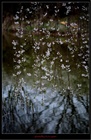 dailyPhoto36