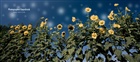 dailyPhoto10