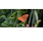 dailyPhoto8