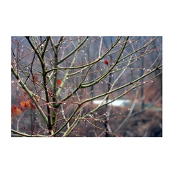 dailyPhoto38