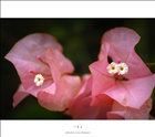 dailyPhoto8