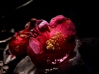 dailyPhoto1
