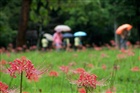dailyPhoto35