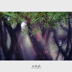 dailyPhoto36
